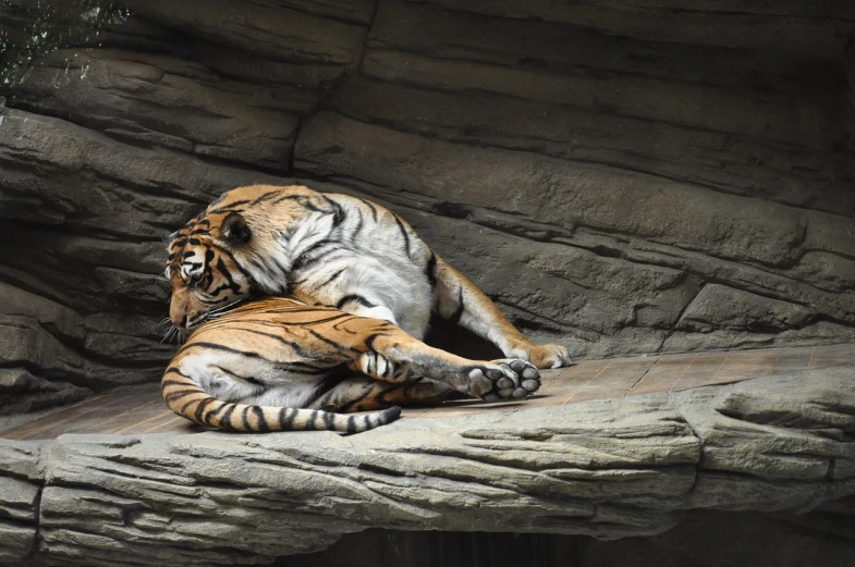 a tiger that is laying down on a rock, by Liang Kai, flickr, lovely couple, stock photo