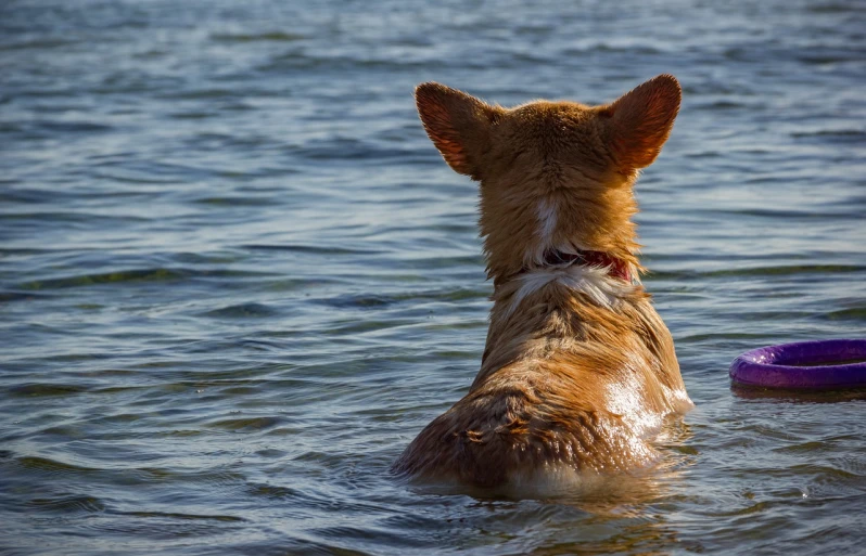 a dog that is in the water with a frisbee, a stock photo, shutterstock, view from behind, ginger hair and fur, water ripples, relaxing after a hard day