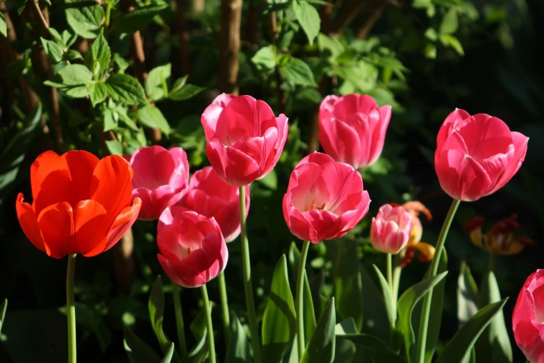 a group of red and pink tulips in a garden, a portrait, by Maksimilijan Vanka, flickr, full of colour 8-w 1024, vibrant foliage, photostock, paris 2010