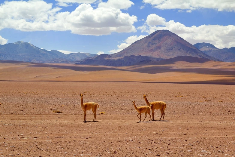 three llamas in a desert with mountains in the background, a photo, by Peter Churcher, shutterstock, red sand, gerenuk, volcano landscape, high res photo