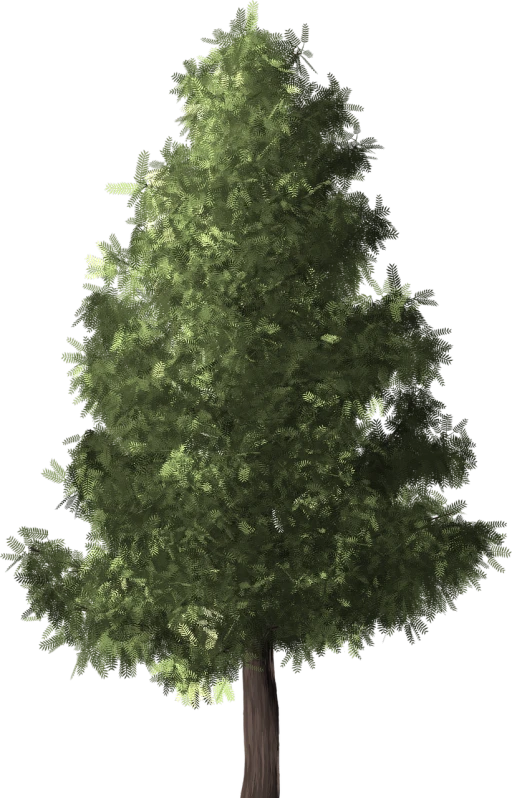 a green tree on a black background, a raytraced image, polycount, hurufiyya, zoomed out to show entire image, ue 5, background ( dark _ smokiness ), pine