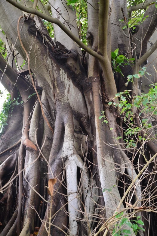 a close up of a tree with many branches, by Ramón Silva, plant roots, huge ficus macrophylla, ((trees))