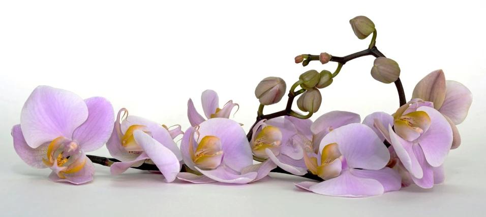 a bunch of purple flowers sitting on top of a table, a digital rendering, by Pamela Drew, flickr, orchid stems, zen, 3 / 4 extra - wide shot, light pink tonalities