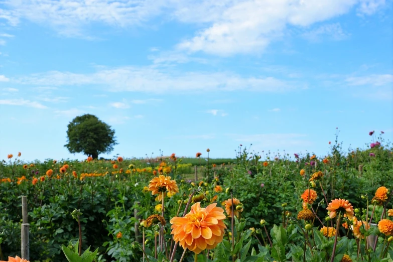 a field of orange flowers with a lone tree in the background, a picture, by Tadashige Ono, dahlias, cumulus, blue sky, masami suda