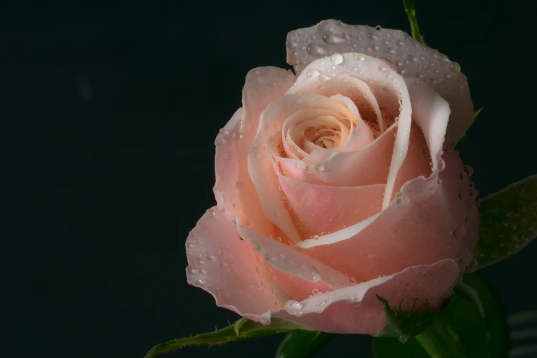 a pink rose with water droplets on it, inspired by Allan Ramsay, portrait shot 8 k, with a black background, in shades of peach, high detail product photo