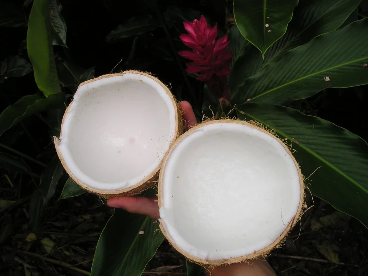 a close up of a person holding a coconut, by Helen Dahm, flickr, huge blossoms, cut-away, wikimedia commons, soap