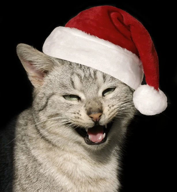 a close up of a cat wearing a santa hat, a photo, by Robert Brackman, shutterstock, renaissance, shouting, from wikipedia, -h 1024, stock photo