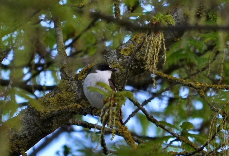 a bird sitting on top of a tree branch, a portrait, flickr, oregon, hiding, white, high angle close up shot