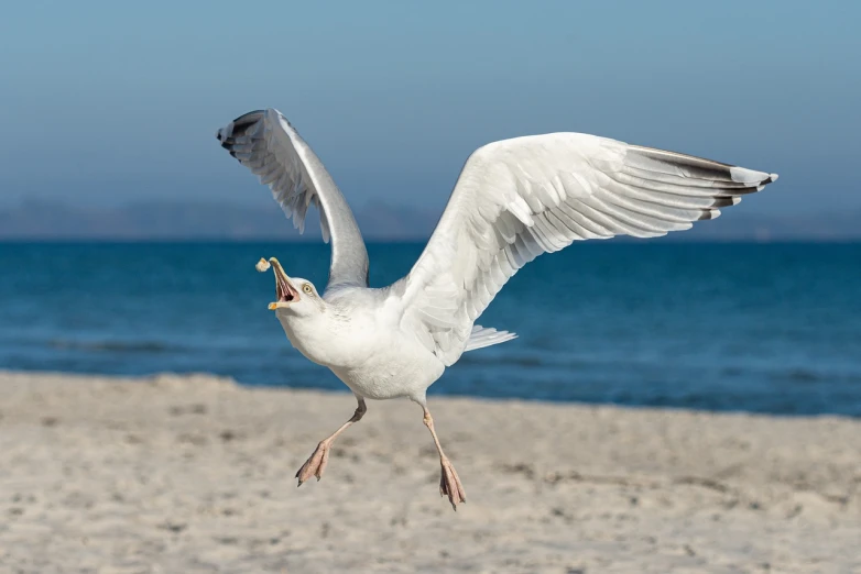a white bird flying over a sandy beach, a portrait, by Jan Rustem, pexels, ready to eat, waving, calf, california;
