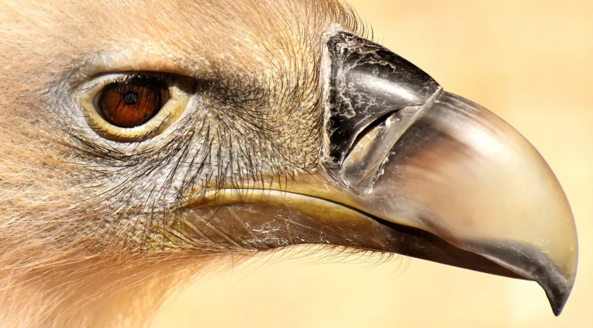 a close up of a bird of prey's head, by Dietmar Damerau, hurufiyya, camel, micro detail 4k, crane, wallpaper - 1 0 2 4