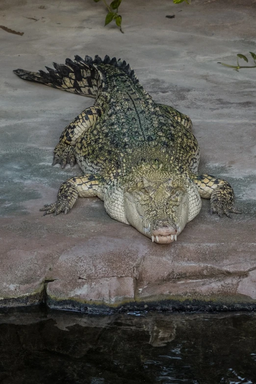 a crocodile laying on the ground next to a body of water, a picture, by Emanuel Witz, shutterstock, sumatraism, in the zoo exhibit, front side view full sheet, 🦩🪐🐞👩🏻🦳, front face