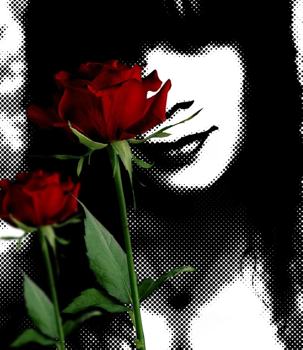 a couple of red roses sitting next to each other, a digital painting, by Ramón Silva, romanticism, a woman's face, halftone, (high contrast), face photo