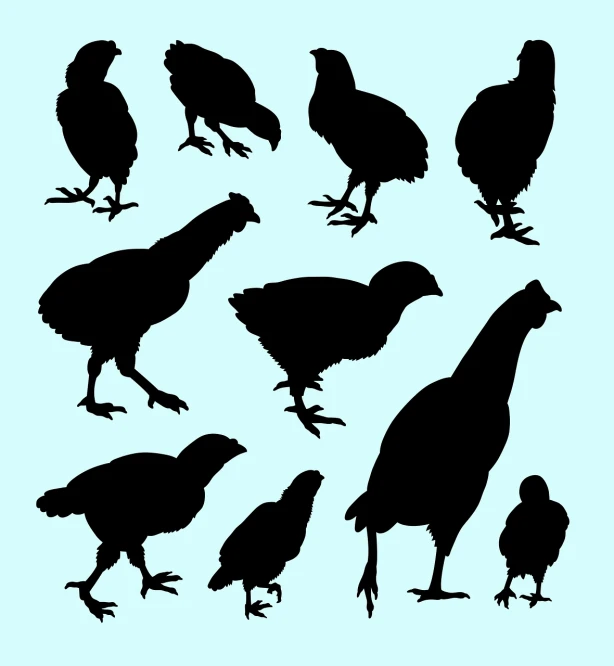 a collection of chicken silhouettes on a blue background, selective breeding, pose 1 of 1 6, crowded silhouettes, bird legs