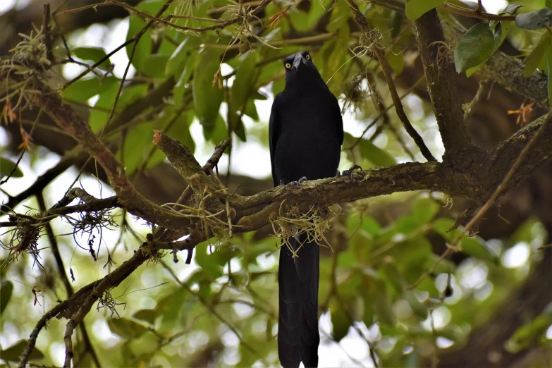 a black bird sitting on top of a tree branch, a portrait, flickr, hurufiyya, rare bird in the jungle, including a long tail, dove, large entirely-black eyes