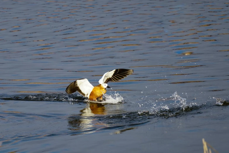 a duck landing on a body of water, hurufiyya, vixen, fotografia, manuka, great action