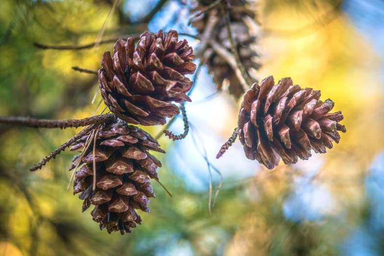 two pine cones hanging from a tree branch, pexels, process art, highly detail wide angle photo, stock photo, bokeh forest background, trio