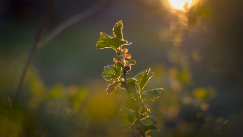 a close up of a plant with the sun in the background, a picture, by Thomas Häfner, nothofagus, spring evening, very short depth of field, mustard