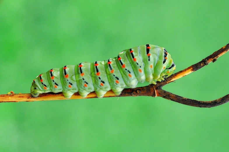 a close up of a cater butterfly on a twig, a macro photograph, shutterstock, surrealism, darth vader as a caterpillar, green bright red, 2 0 2 2 photo, very detailed picture