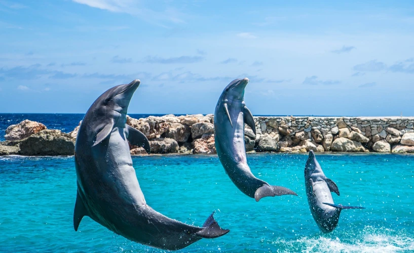 a couple of dolphins jumping out of the water, a stock photo, shutterstock, jamaica, well edited, aruba, wide - shot