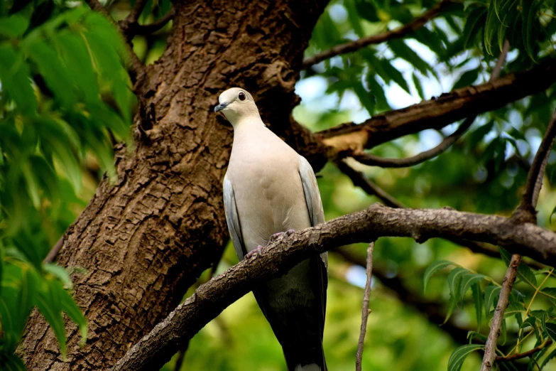 a white bird sitting on top of a tree branch, a portrait, flickr, renaissance, majestic big dove wings, india, looking from side!, kuntilanak on bayan tree