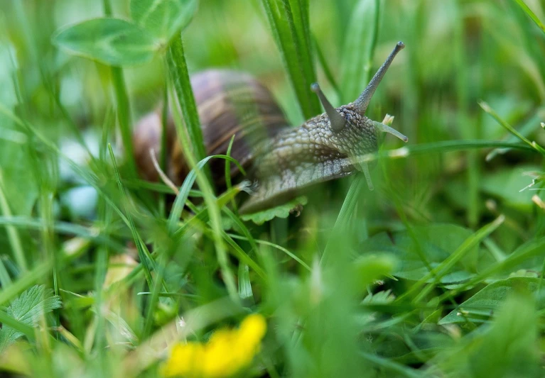 a snail that is sitting in the grass, a macro photograph, renaissance, shutter speed 1/125, detailed zoom photo