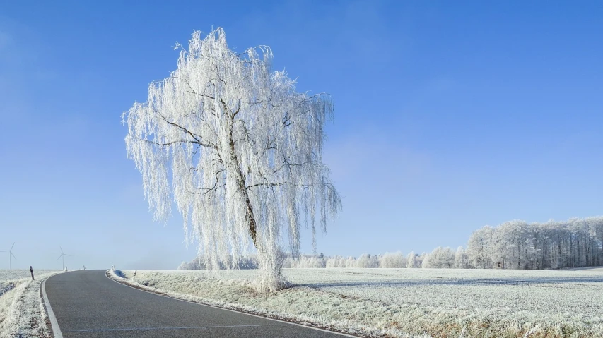 a tree that is sitting on the side of a road, a photo, inspired by Arthur Burdett Frost, romanticism, willow tree, istock, frank sedlacek, icicle