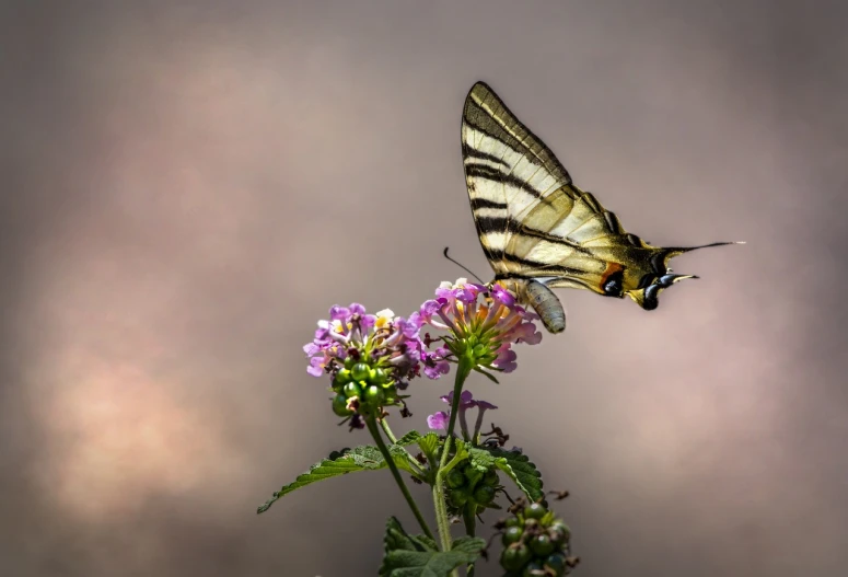 a close up of a butterfly on a flower, a macro photograph, romanticism, against a stormy sky, swallowtail butterflies, verbena, very sharp photo