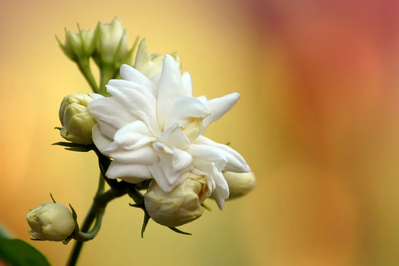 a close up of a white flower on a stem, shutterstock, romanticism, chrysanthemum and hyacinth, jasmine, image, wallpaper - 1 0 2 4