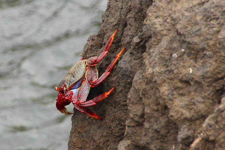 a crab sitting on top of a rock next to the ocean, a photo, flickr, hawaii, red scales on his back, crane, beth cavener