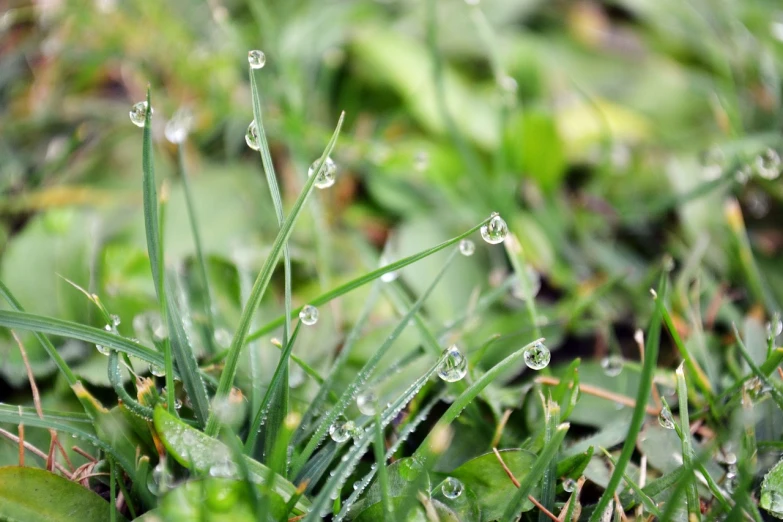 a close up of water droplets on grass, by Maksimilijan Vanka, pixabay, realism, emeralds, thin spikes, it\'s raining, gardening