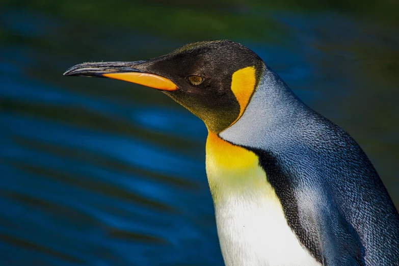 a penguin standing next to a body of water, a macro photograph, inspired by Charles Bird King, shutterstock, renaissance, with a yellow beak, modern high sharpness photo