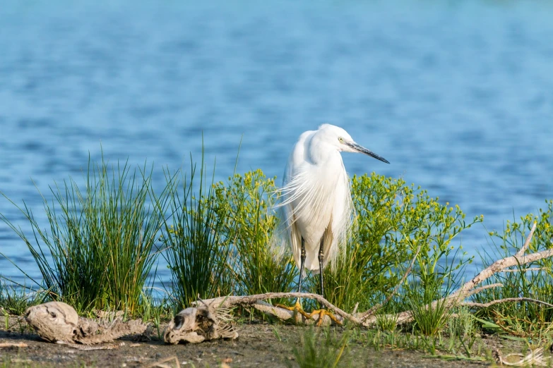 a white bird standing next to a body of water, a stock photo, by Mandy Jurgens, shutterstock, shore of the lake, white fringy hair, springtime morning, idaho