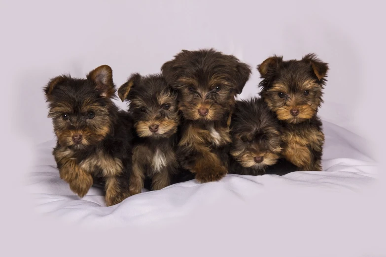 a group of puppies sitting on top of a bed, by Aleksander Gierymski, pexels, yorkshire terrier, ultra realistic”, ruffles, version 3