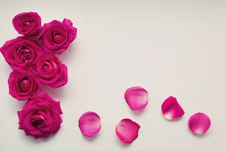 a white table topped with pink roses and petals, a picture, trending on pixabay, background image, minimalist wallpaper, fuschia skin, istockphoto