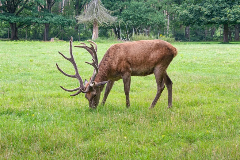 a deer that is standing in the grass, a stock photo, by Karel Štěch, shutterstock, voluptuous male, eating, elk, museum quality photo