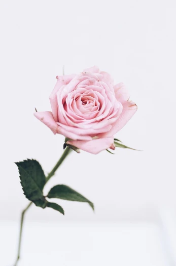 a single pink rose sitting in a vase, by Anna Haifisch, pexels, on the white background, beautiful detail, jovana rikalo, view from the bottom