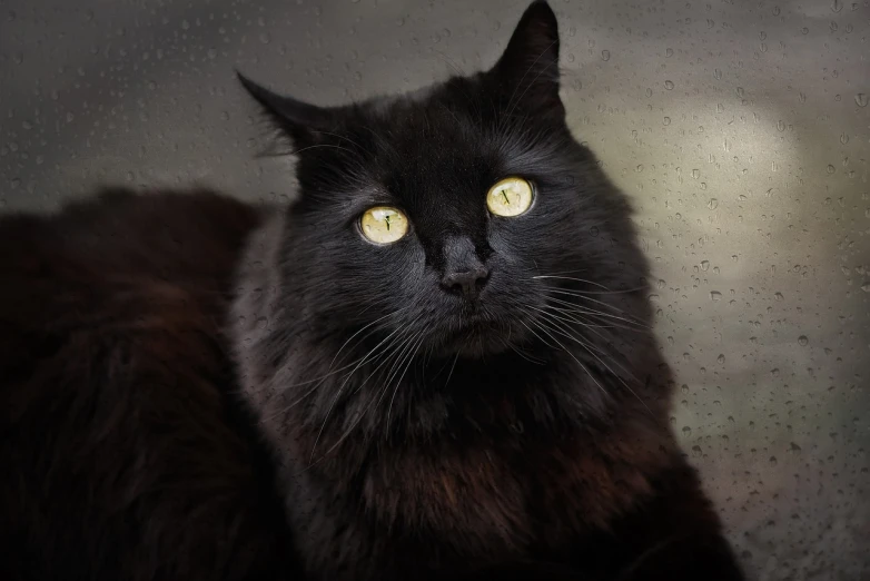 a close up of a black cat with yellow eyes, a portrait, on a rainy day, 5 years old, with long hair and piercing eyes, high res photo