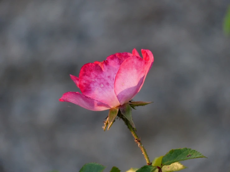 a close up of a pink flower on a stem, by Hans Schwarz, flickr, romanticism, small red roses, early morning lighting, on a gray background, in the sun