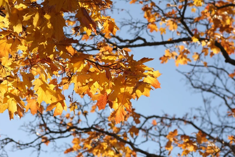 a clock mounted to the side of a tree, a picture, by Istvan Banyai, pexels, hurufiyya, autumn colour oak trees, viewed from below, warm golden backlit, blue and gold