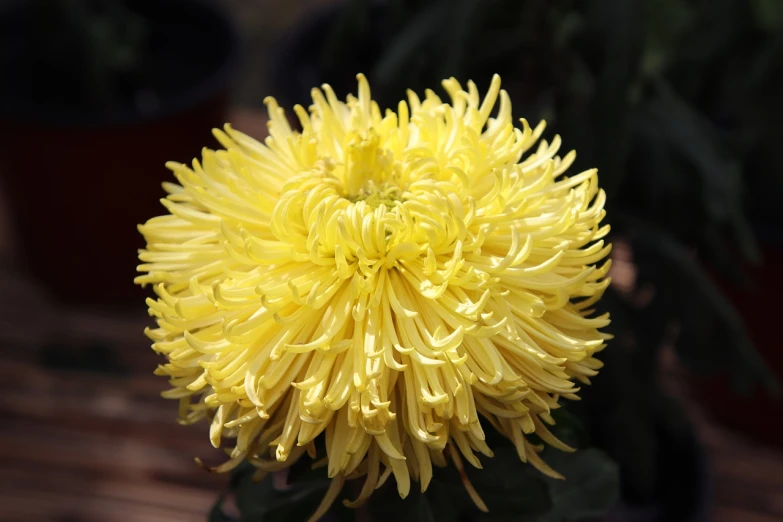 a close up of a yellow flower in a pot, sōsaku hanga, poofy, spectacular quality, beautiful flower, beijing