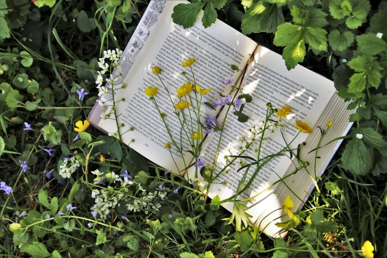 an open book sitting on top of a lush green field, by Maksimilijan Vanka, naturalism, 🌸 🌼 💮, wild flowers, discovered in a secret garden, planted charge