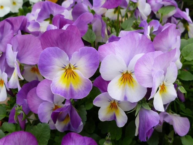 a close up of a bunch of purple and white flowers, by Rhea Carmi, pixabay, bauhaus, draped in silky purple and gold, multiple purple halos, soft shade, tropical flower plants