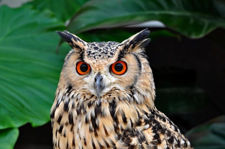 a close up of an owl with orange eyes, a picture, by Edward Corbett, shutterstock, hurufiyya, picture taken in zoo, very sharp and detailed photo, stock photo