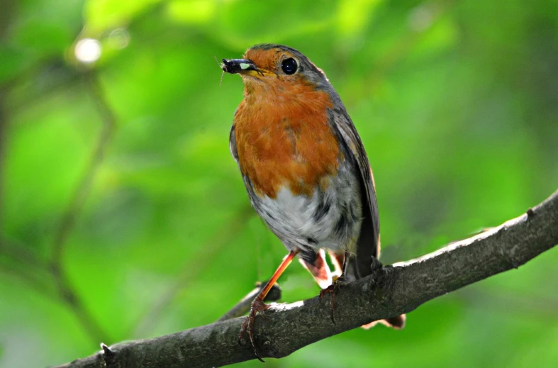 a small bird sitting on top of a tree branch, by Robert Brackman, flickr, eating, robin, in deep forest hungle, m. c. esher