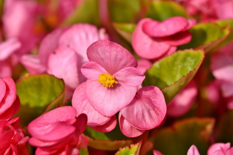 a close up of a pink flower with green leaves, by Rhea Carmi, shutterstock, bauhaus, spring blooming flowers garden, bright colors with red hues, beautiful sunny day, crown of thorns