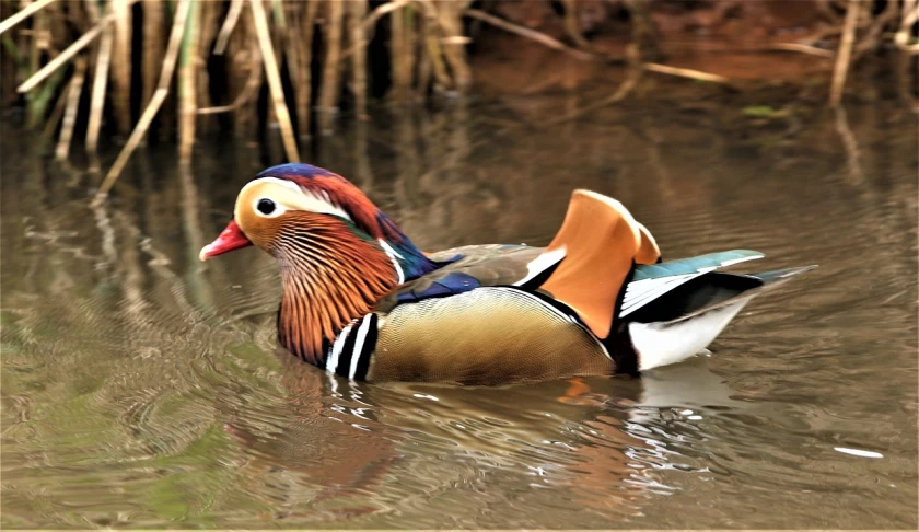 a close up of a duck in a body of water, inspired by Jacob Duck, dressed in colorful silk, photo taken in 2 0 2 0, wet clay, !!natural beauty!!