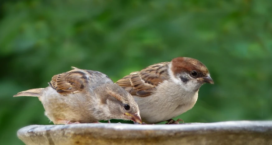 a couple of birds sitting on top of a bird bath, a portrait, pexels, immature, sparrows, eating, portait photo