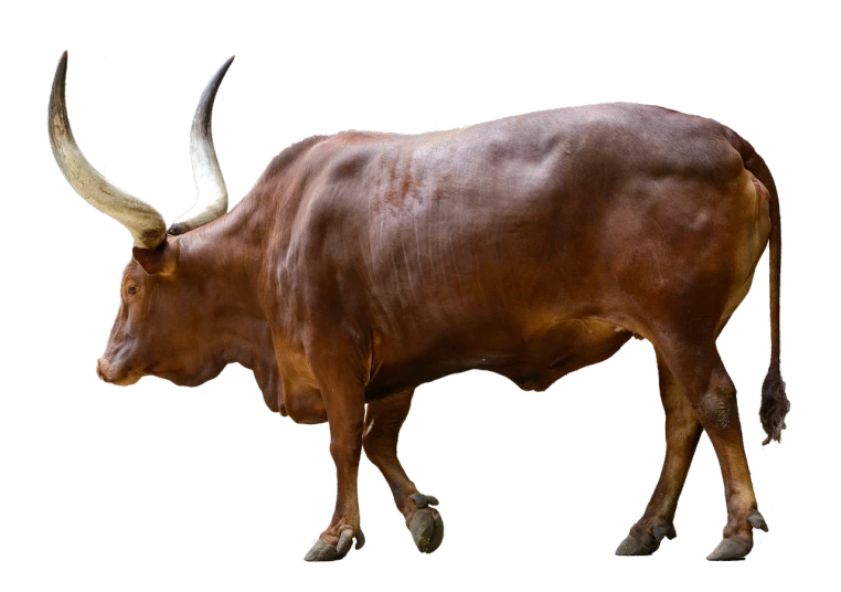a brown bull with large horns standing in front of a black background, a digital rendering, inspired by Giuseppe Bernardino Bison, full - view, istockphoto, steel bull run, female looking