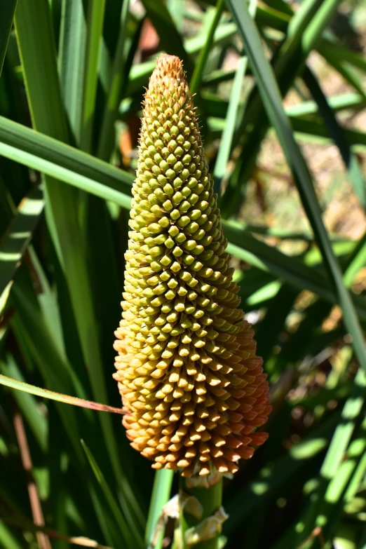 a close up of a flower on a plant, by Elizabeth Durack, hurufiyya, cone shaped, large tall, cone heads, 5 years old