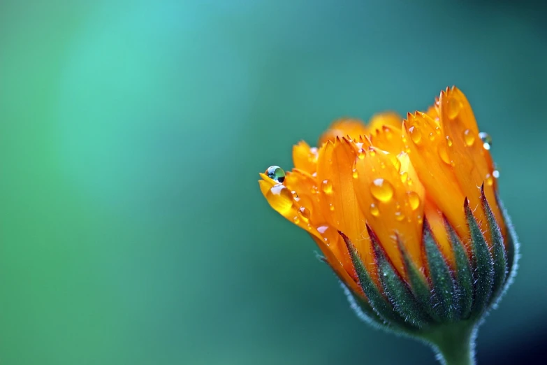 a yellow flower with water droplets on it, a macro photograph, by Jan Rustem, minimalism, teal and orange colors, wallpaper hd, marigold, emerald